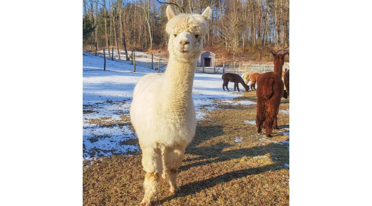Lilymoore Alpaca Farm